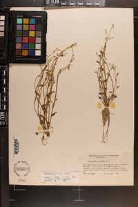 Ranunculus pusillus image