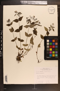 Houstonia purpurea image