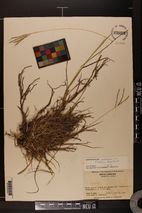 Bothriochloa ischaemum var. songarica image