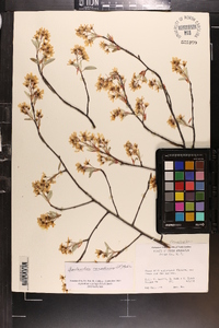 Amelanchier canadensis image