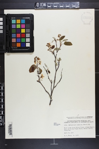 Amelanchier sanguinea image