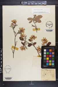 Amelanchier sanguinea image