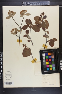 Amelanchier sanguinea image