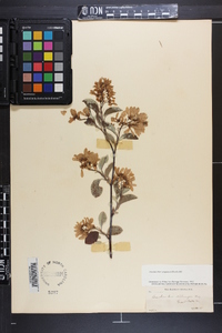 Amelanchier sanguinea image