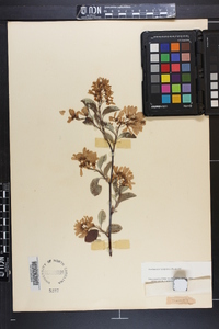 Amelanchier sanguinea image