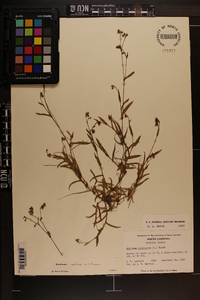 Murdannia nudiflora image