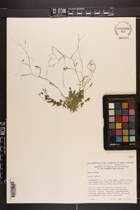 Arabidopsis lyrata image