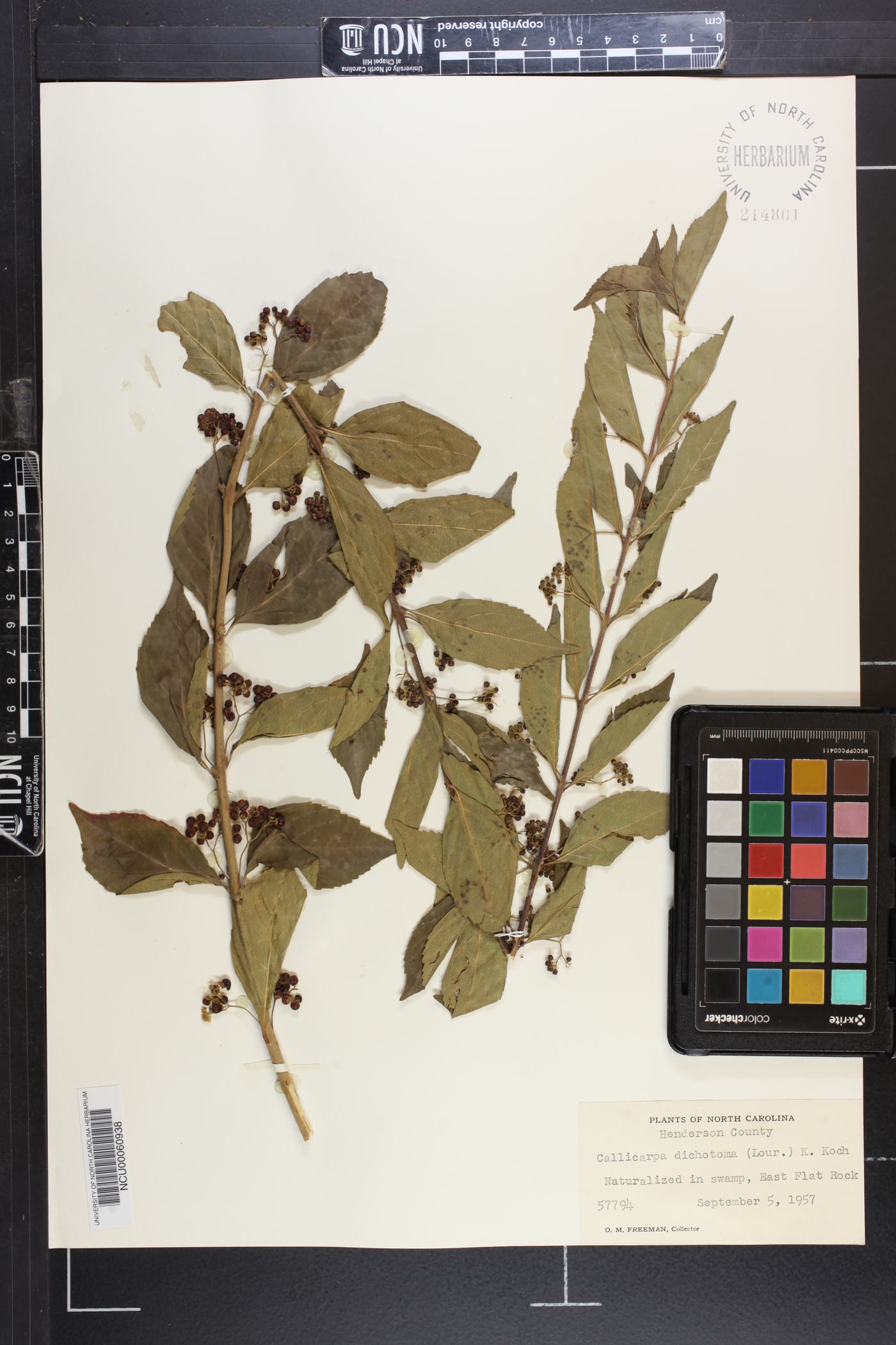 Callicarpa dichotoma image