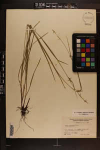 Carex collinsii image