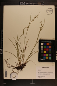 Carex collinsii image