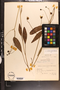 Coreopsis falcata image