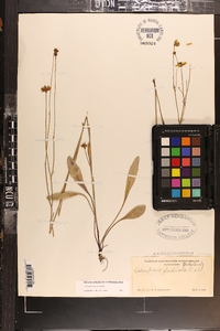 Coreopsis linifolia image