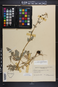 Capnoides sempervirens image