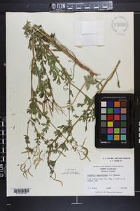 Capnoides sempervirens image