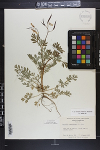 Capnoides sempervirens image