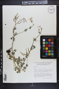 Capnoides sempervirens image