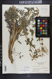 Capnoides sempervirens image