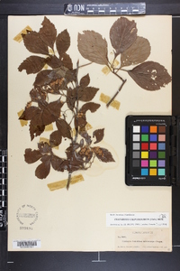 Crataegus calpodendron image