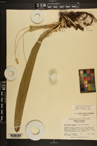 Carex fraseriana image