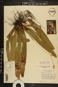 Carex fraseriana image