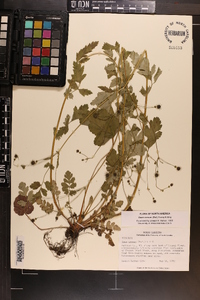 Geum vernum image