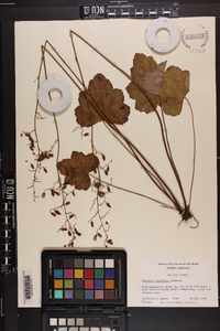 Heuchera longiflora image