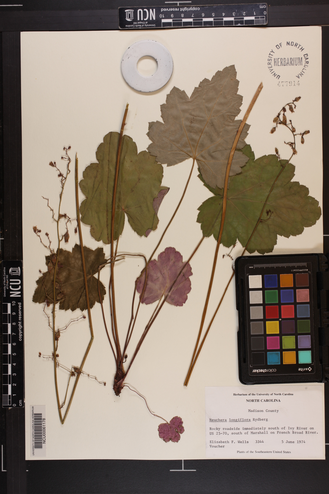 Heuchera longiflora image