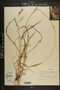 Paspalum dilatatum image