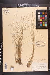 Eleocharis tuberculosa image