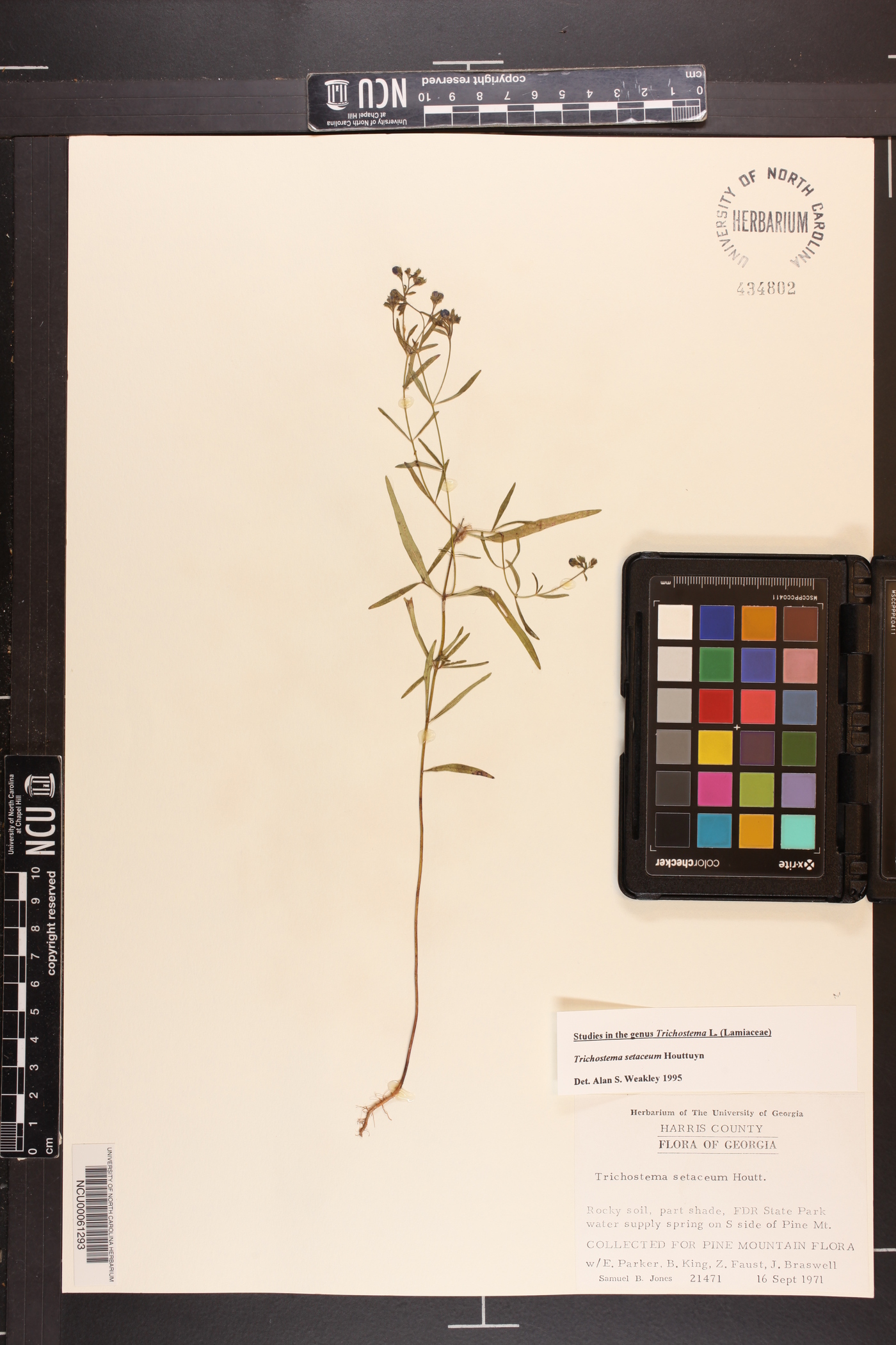 Trichostema setaceum image