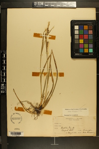 Carex striatula image