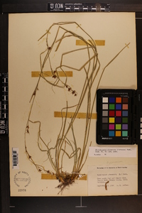 Rhynchospora glomerata image