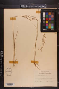 Juncus secundus image