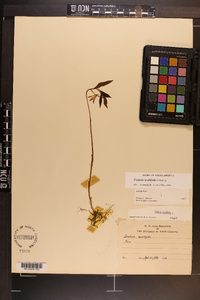 Uvularia sessilifolia image