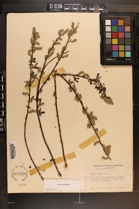 Salix sericea image