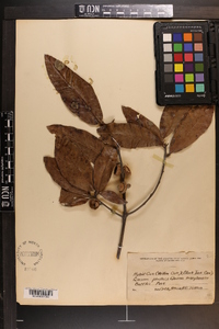 Quercus rudkinii image