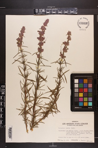 Trichostema lanatum image