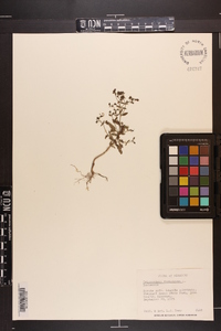 Trichostema dichotomum image