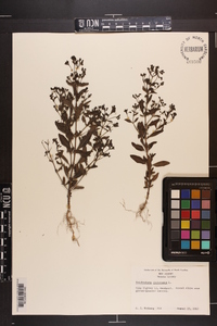 Trichostema dichotomum image