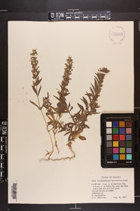 Trichostema lanceolatum image