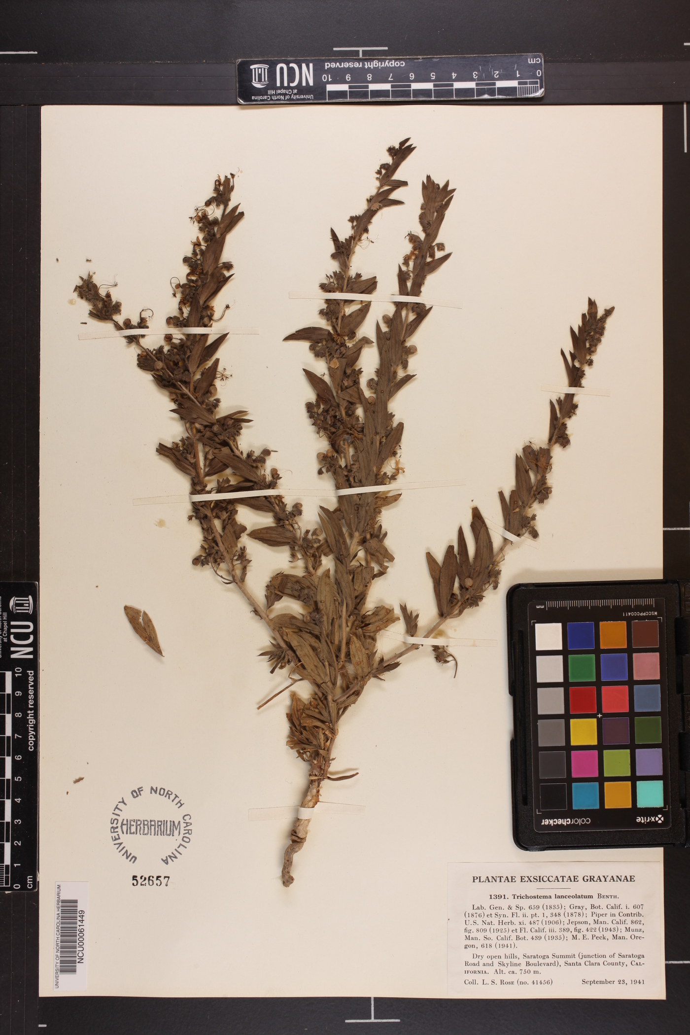 Trichostema lanceolatum image
