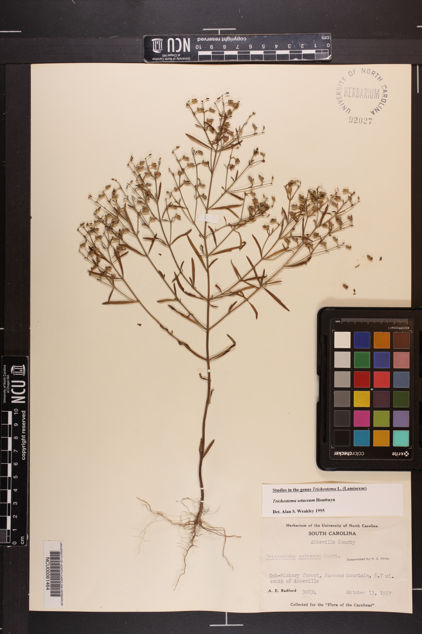 Trichostema setaceum image