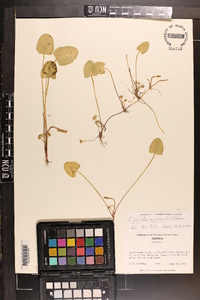 Centella asiatica image