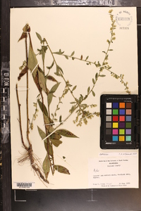 Solidago vaseyi image