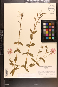 Sabatia dodecandra image