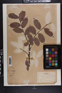 Ulmus alata image