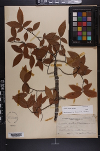 Ulmus alata image