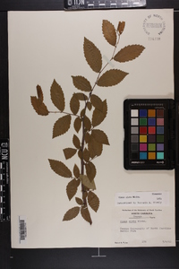 Ulmus alata image