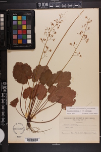 Heuchera americana image