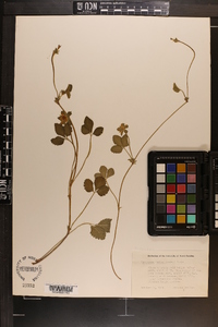 Potentilla indica image